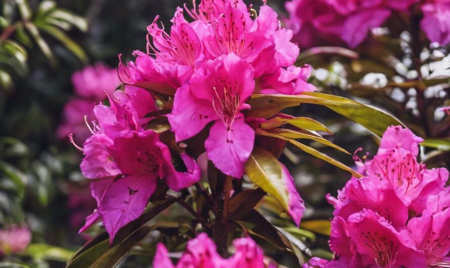Jak uratować uschnięty rododendron? Dlaczego usycha?